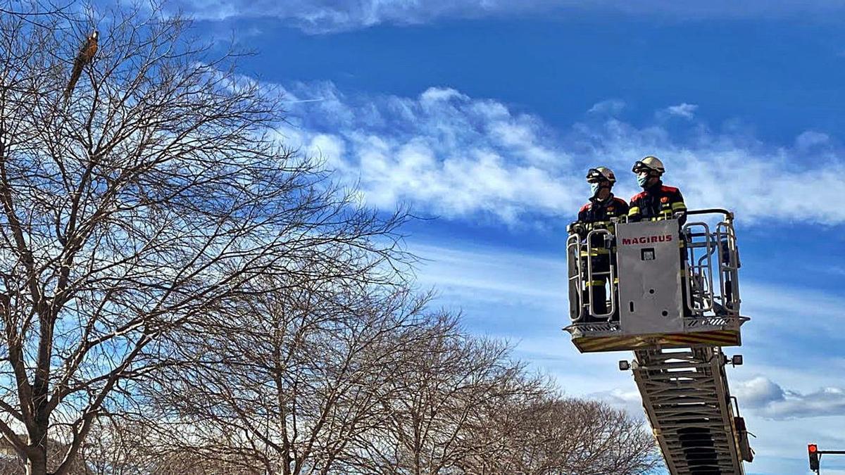 La escalera de bomberos se dirige hacia la rama en la que está el guacamayo.  | LEVANTE-EMV