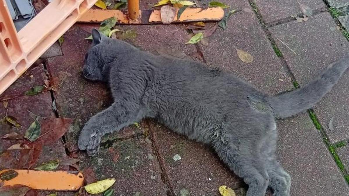 Uno de los gatos encontrados muertos el 14 de noviembre.
