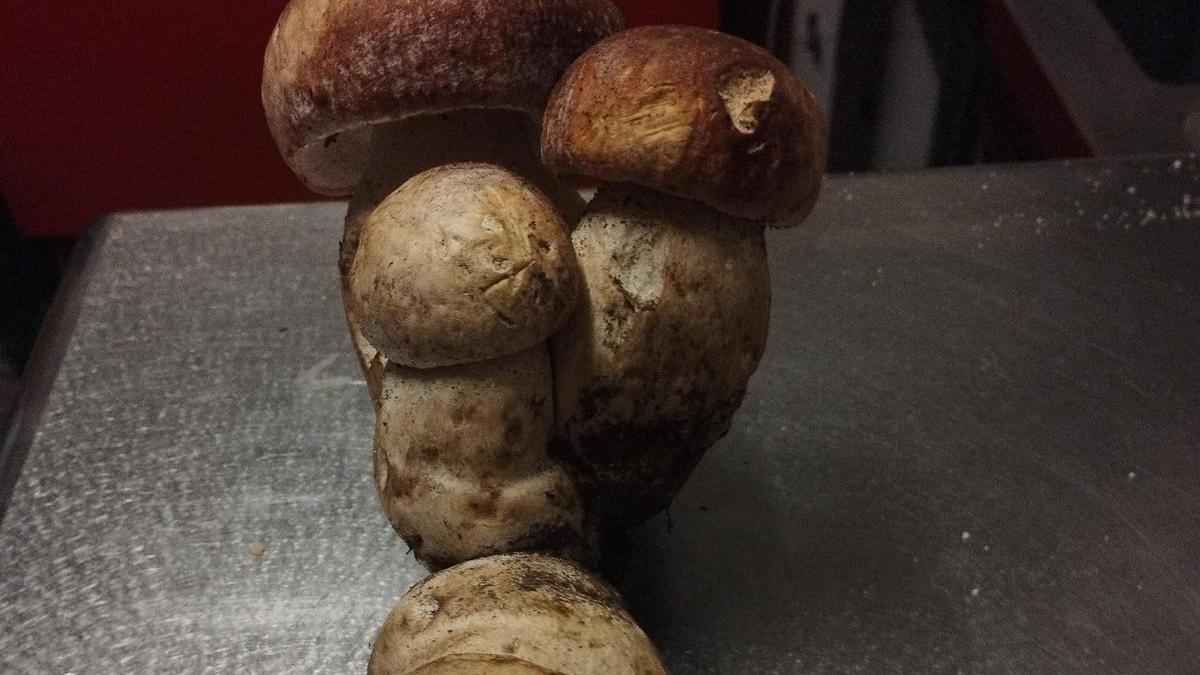 Ram de ceps.