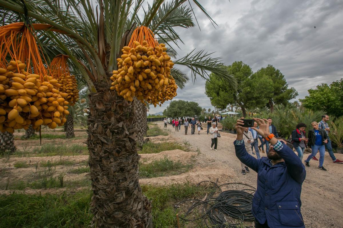 Comienzo campaña recogida del dátil en Elche