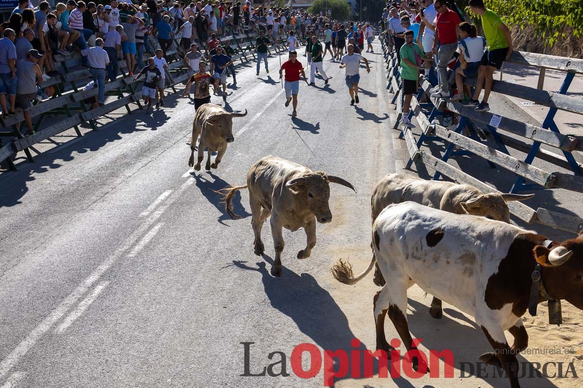 Quinto encierro de la Feria del Arroz de Calasparra