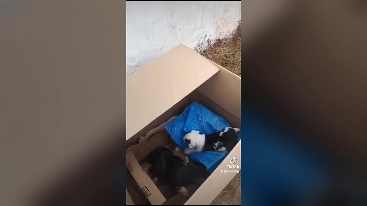 Abandonan ocho cachorros de perro en un solar en Vecindario.