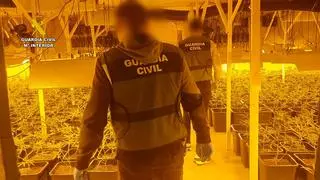 La Guardia Civil desarticula una organización criminal dedicada al cultivo de marihuana en Castellón