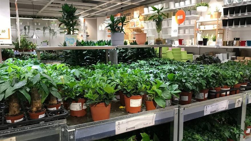 ¿Tienes mucha humedad en casa? Esta es la planta de Ikea que te ayudará a eliminarla de la manera más natural