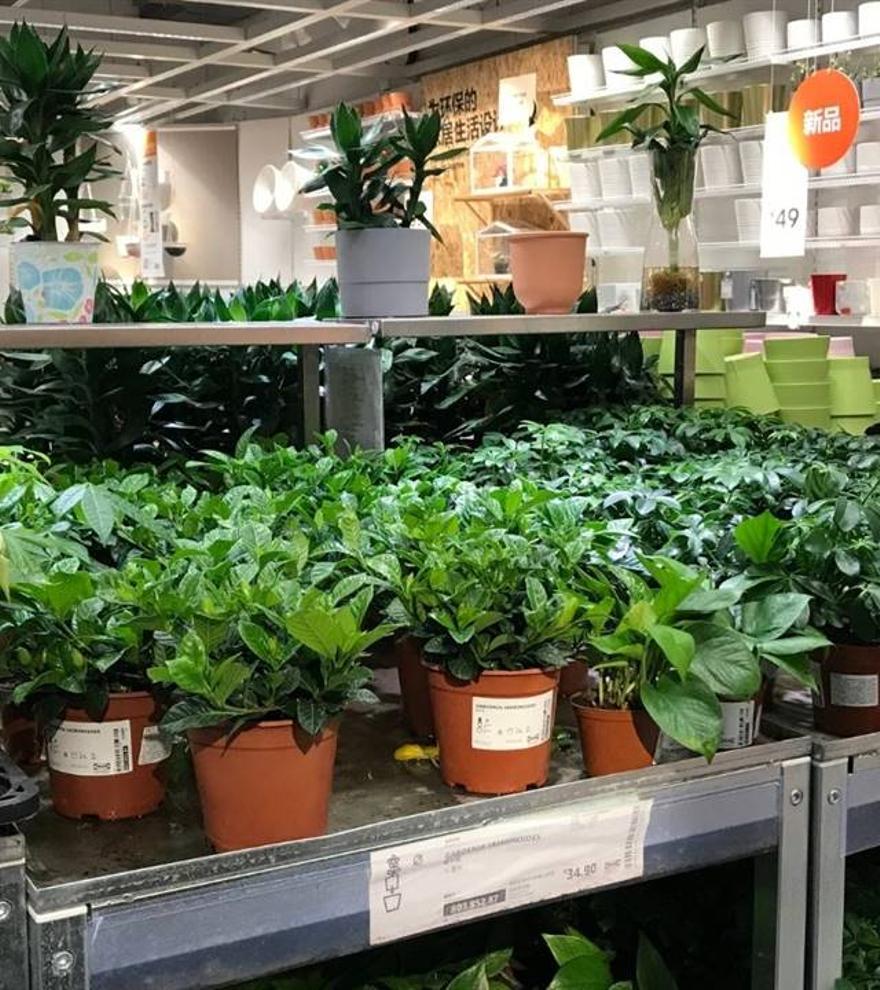 ¿Tienes mucha humedad en casa? Esta es la planta de Ikea que te ayudará a eliminarla de la manera más natural