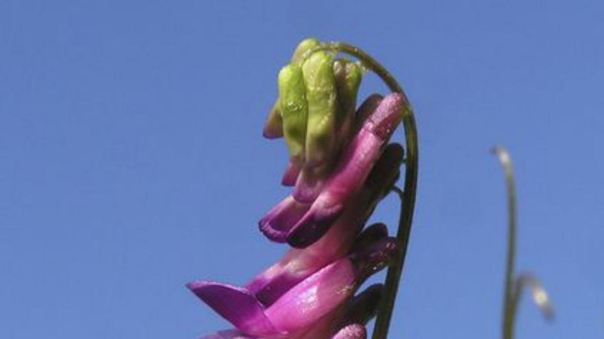 Flor de color fucsia. | FdV