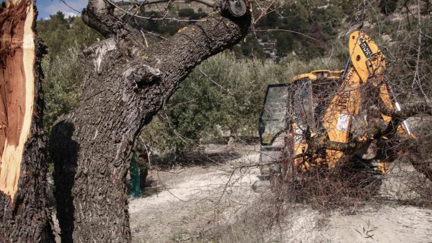 El arrancado de los árboles se va a mantener para combatir la plaga de la Xylella