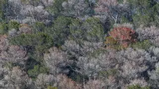 Los bosques de pino carrasco, sentenciados por la sequía y el calor extremo: un estudio desvela la gravedad de la situación