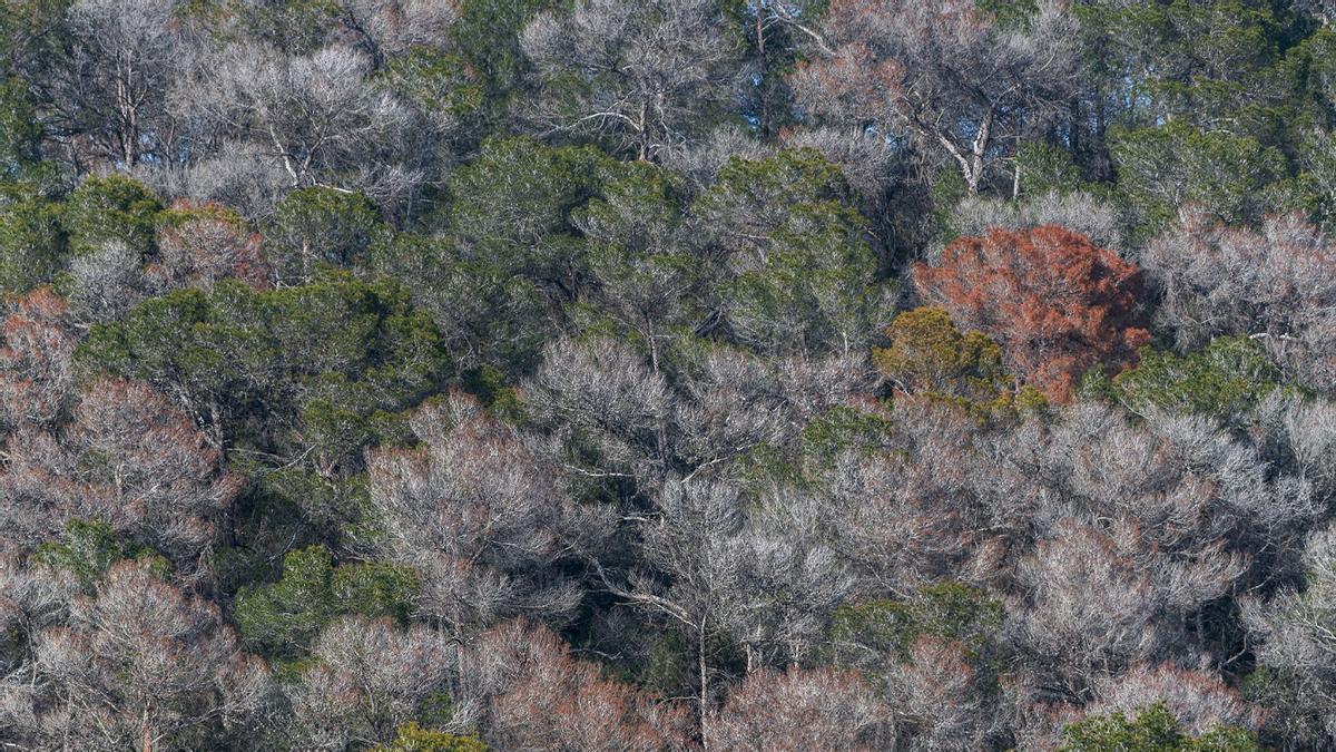 Los bosques de pino carrasco, sentenciados por la sequía y el calor extremo: un estudio desvela la gravedad de la situación
