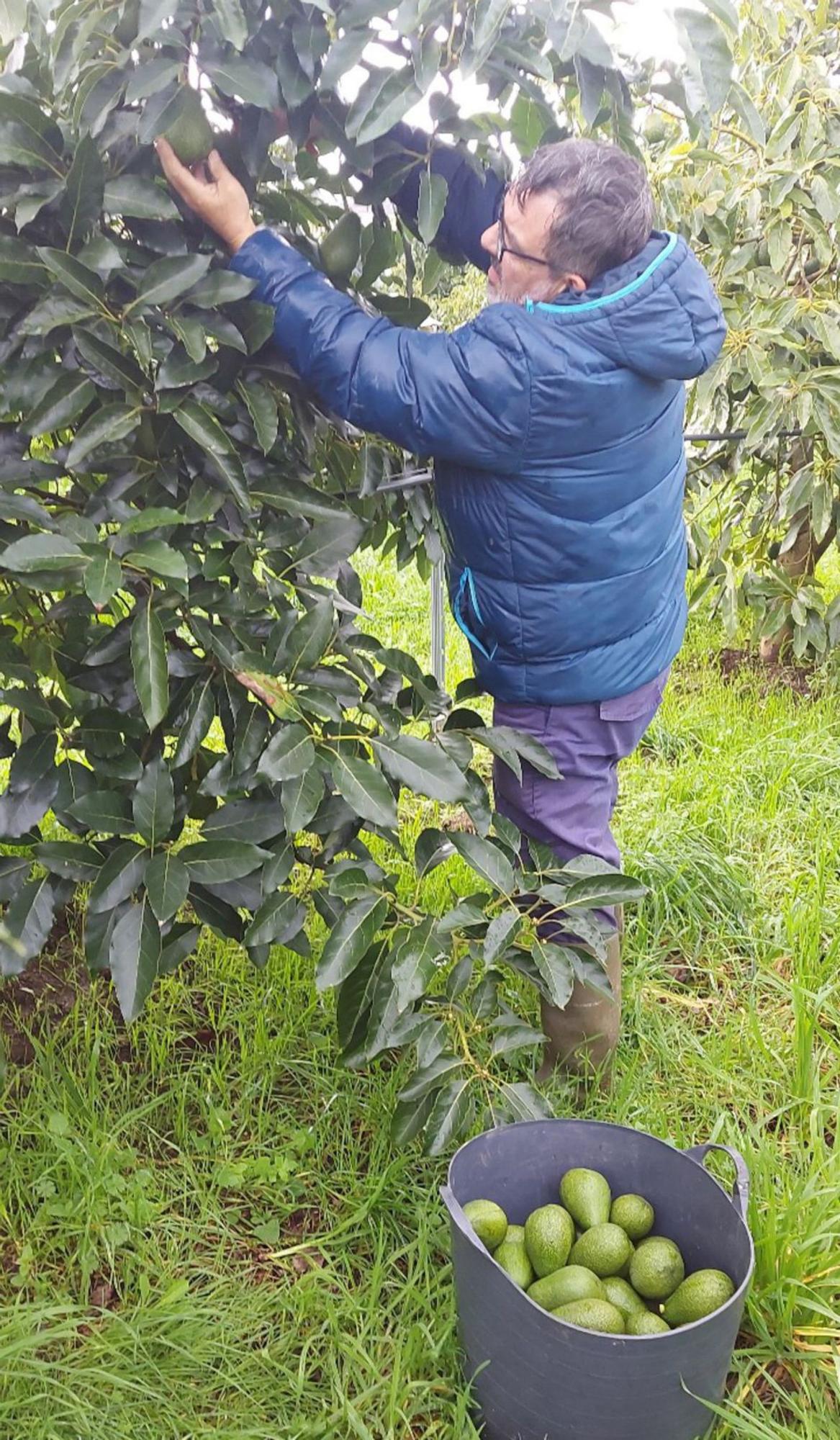 Los pioneros en el cultivo de aguacate para comercializar en O Rosal y Tomiño, “Cultivos Miñotos”, en un momento de la recolecta esta semana.  