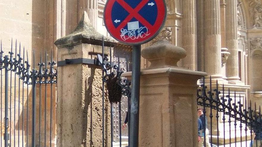 Un enjambre de abejas &#039;acampa&#039; en la Colegiata de San Patricio