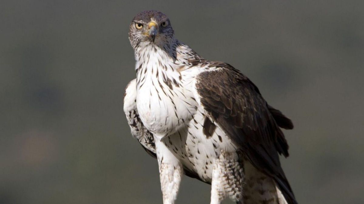 Un exemplar d’àguila cuabarrada. | MINERVA MÍNGUEZ