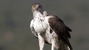 Un exemplar d’àguila cuabarrada. | MINERVA MÍNGUEZ