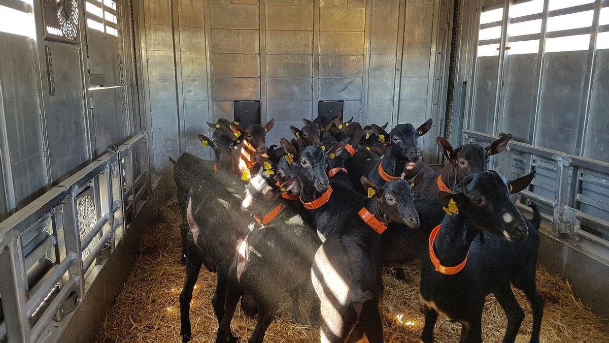 Cabras encajonadas en una imagen de archivo para emprender el vuelo con destino a Oriente Próximo.
