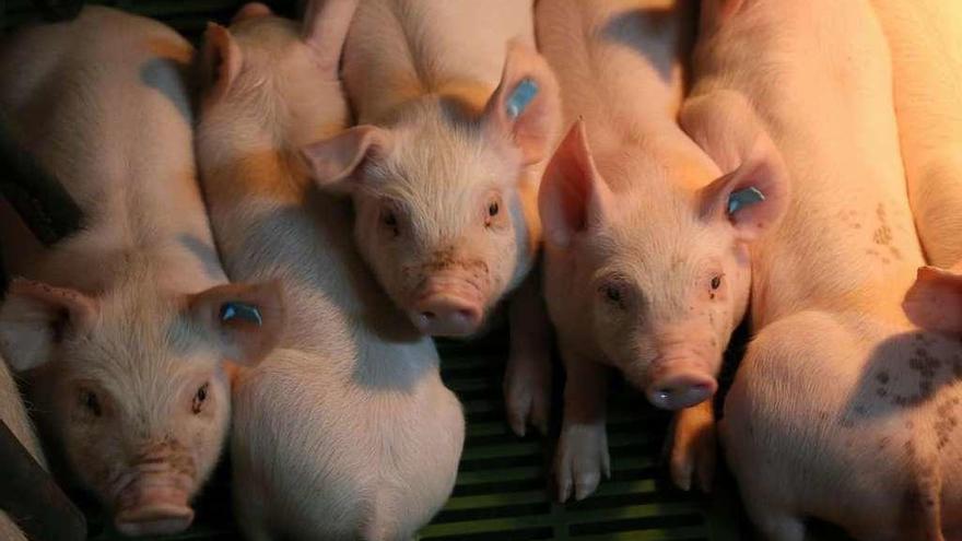 Tramitan una granja porcina en Cerecinos con más de 2.600 cerdas reproductoras