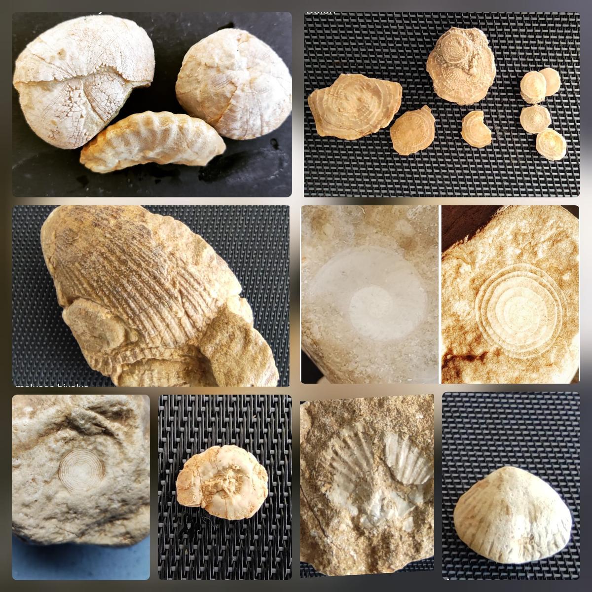 Composición del tipo de fósiles que se pueden encontrar en el Valle de Elda.