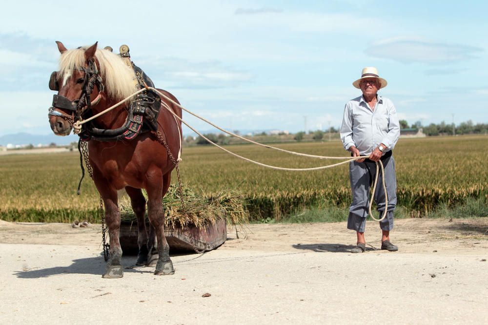 Fiesta de la Siega del Arroz