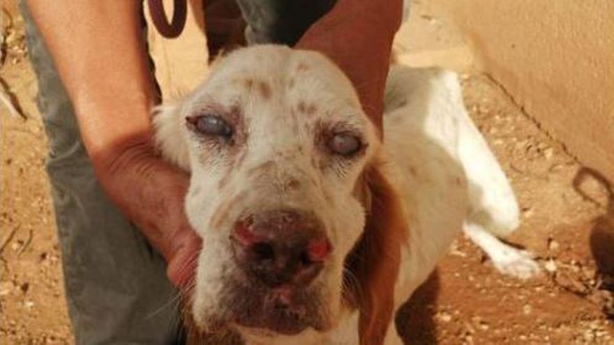 La perrita Setter ciega y con Lehismaina de Son Reus.