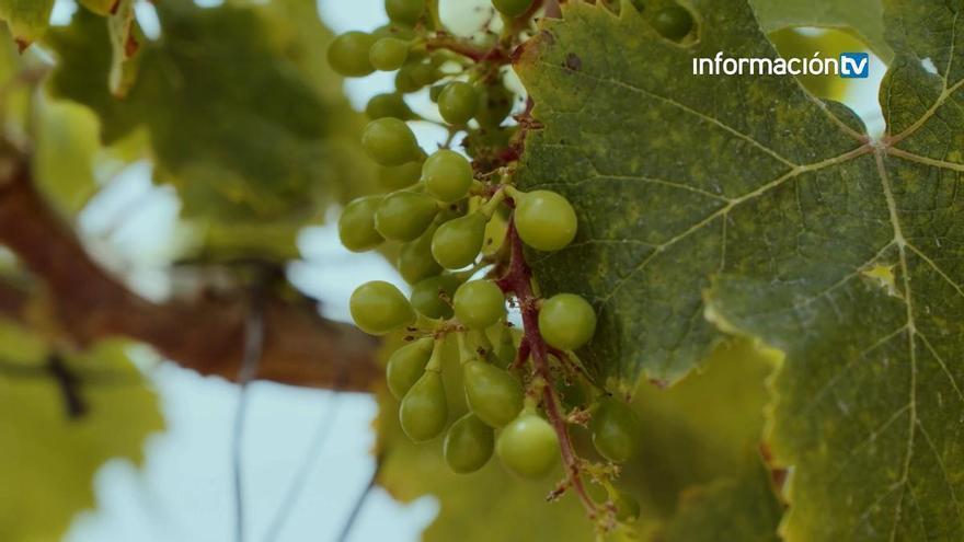 Premio Innovación: M de Alejandría