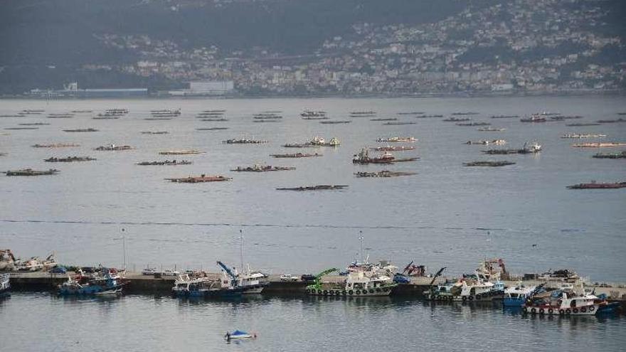 Barcos bateeiros en el muelle de A Mosqueira. // Gonzalo Núñez