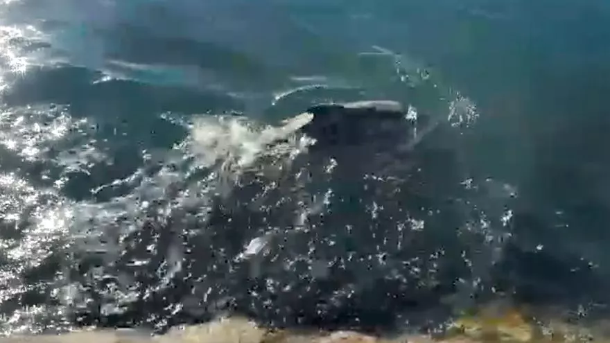 Un grupo de arroaces se da un banquete en Combarro