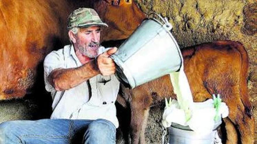 El ganadero Víctor Suárez ordeña a mano sus vacas.