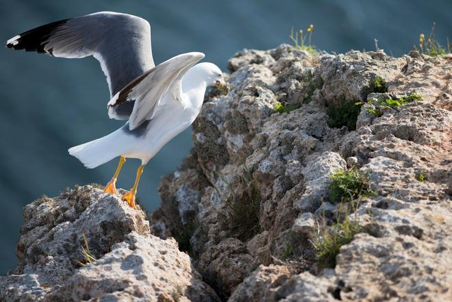 Aves Formentera