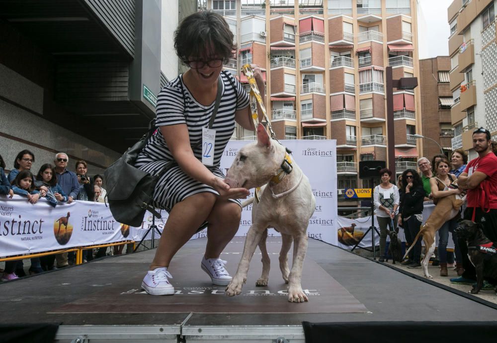 Los perros se suben a la pasarela en Alicante