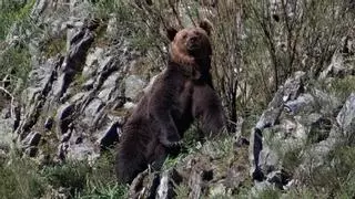 La entrada de osos a los pueblos de una comarca de León provoca inquietud y enfado: "Destrozan las huertas"