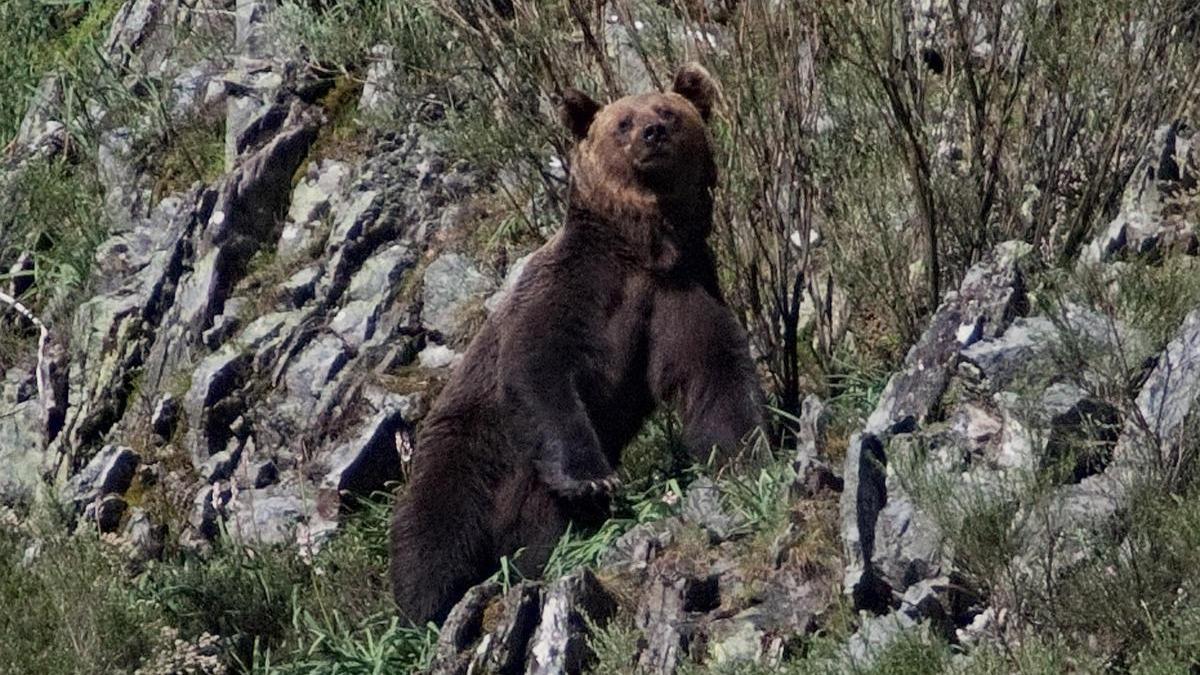 Un oso pardo en la zona de Cangas de Narcea.