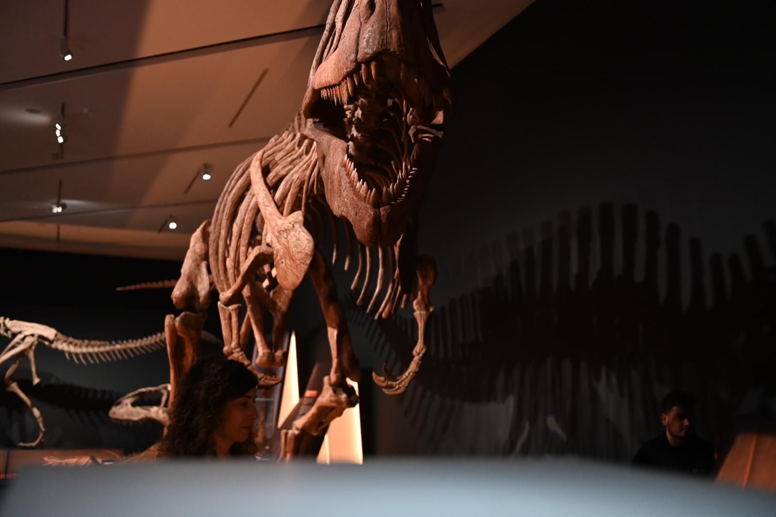 En imágenes | El dinosaurio más grande conocido conquista el Caixaforum de Zaragoza