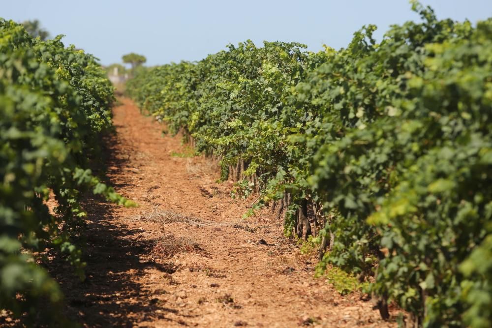 Termina la recolección de uva para el vino blanco