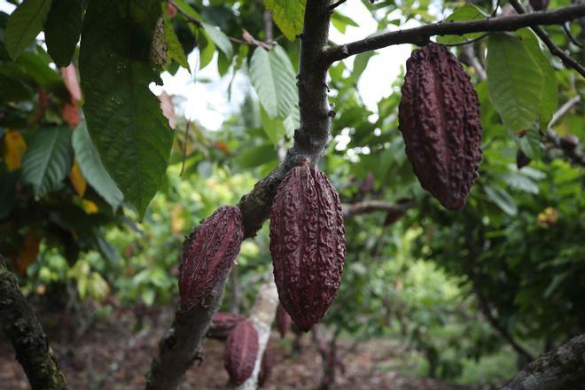 El Niño amarga el desayuno: cacao, café y azúcar amenazan con encarecer la cesta de la compra