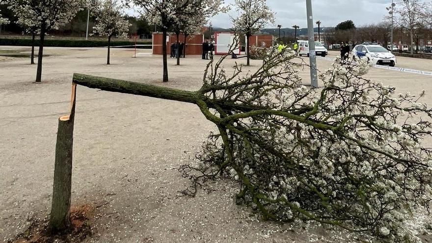 Investiguen la tala il·legal de 17 arbres al parc de Valldaura d&#039;Igualada