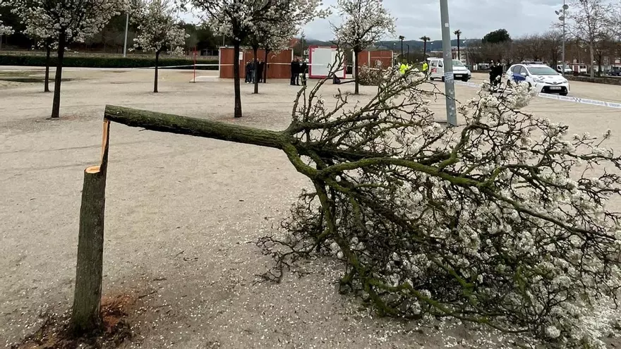 Investiguen la tala il·legal de 17 arbres al parc de Valldaura d'Igualada