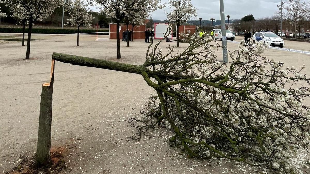 Els arbres talats al parc de Valldaura, a Igualada