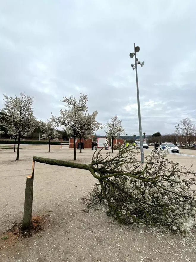 Investiguen la tala il·legal de 17 arbres al parc de Valldaura d'Igualada