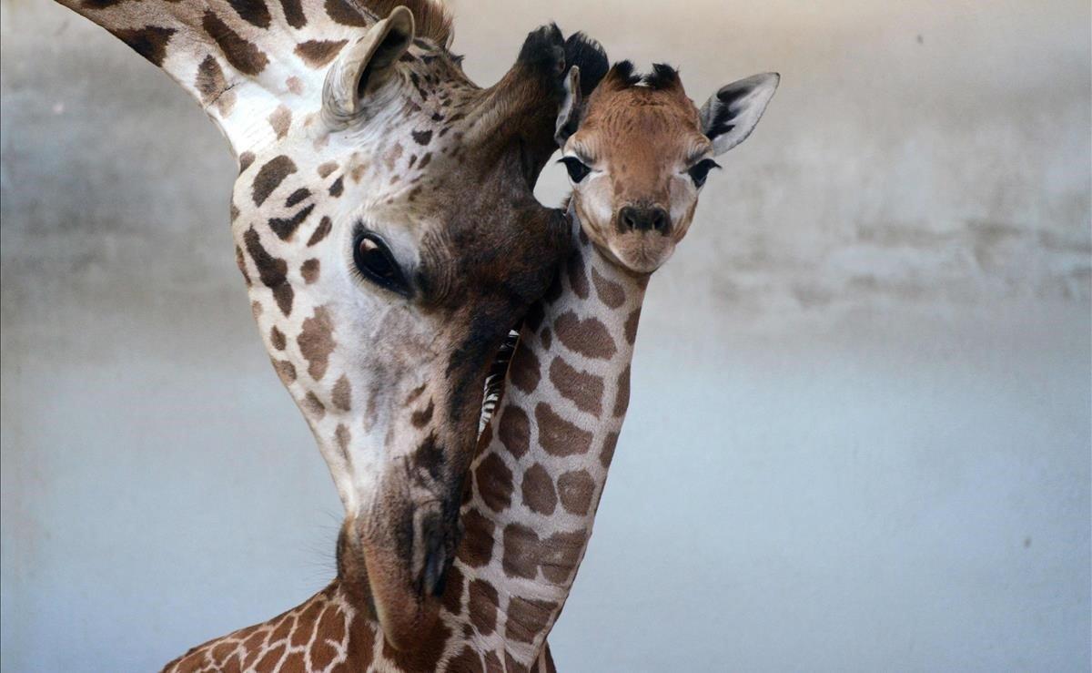 Una cría de jirafa de la especie Rothschild, de cinco días, junto a su madre en el zoológico de Praga.