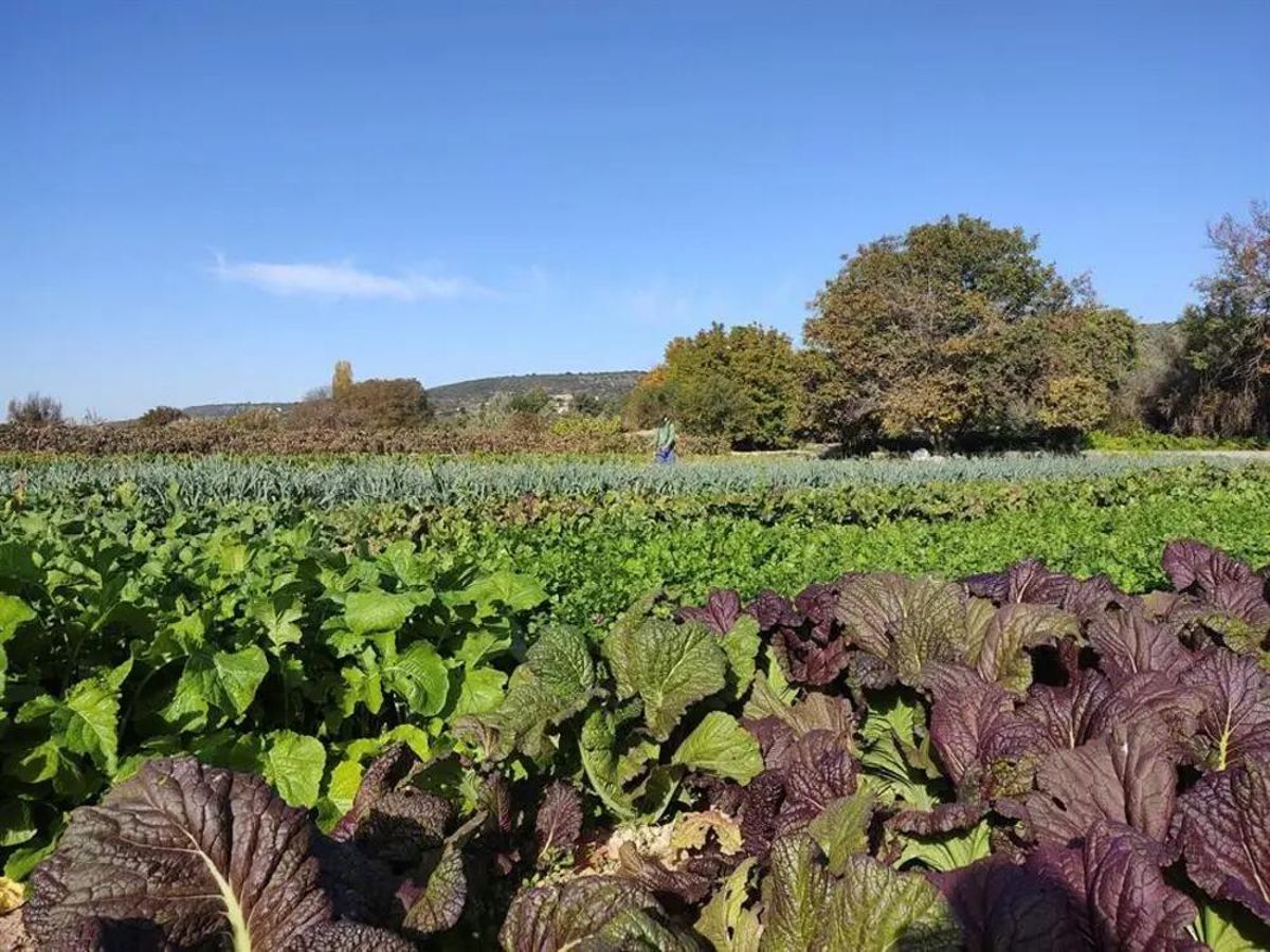 Una finca con verduras ecológicas en Madrid.