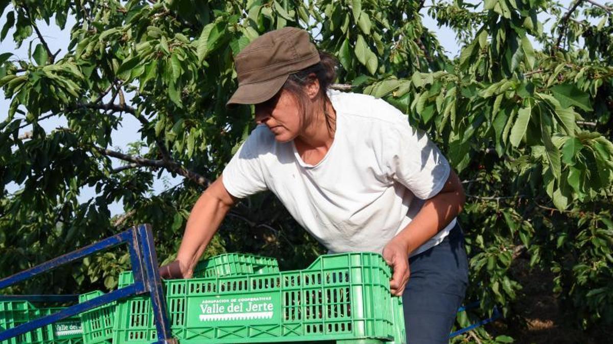 Trabajos de recolección de la cereza en el Valle del Jerte.