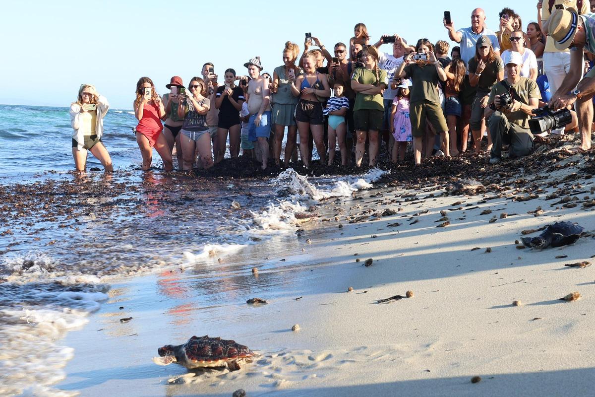 Las tortugas de Ibiza vuelven al mar tras un año Las tortugas de Ibiza vuelven al mar tras un año