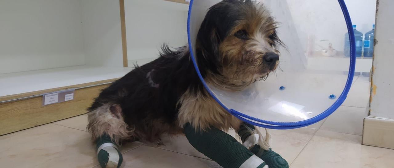 El perro con las patas intervenidas por el veterinario