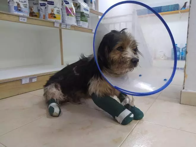 Investigan el abandono de un perro en el corredor con una pata y seis dedos rotos
