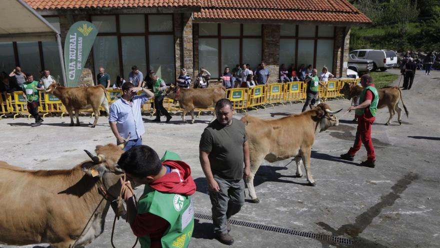 Las mejores vacas casinas, de Traviesa