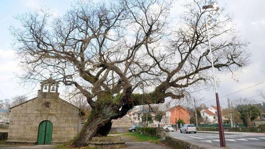 Carballo de Santa Margarida, con una altura de 15 metros y un perímetro de tronco de 8. // Gustavo Santos