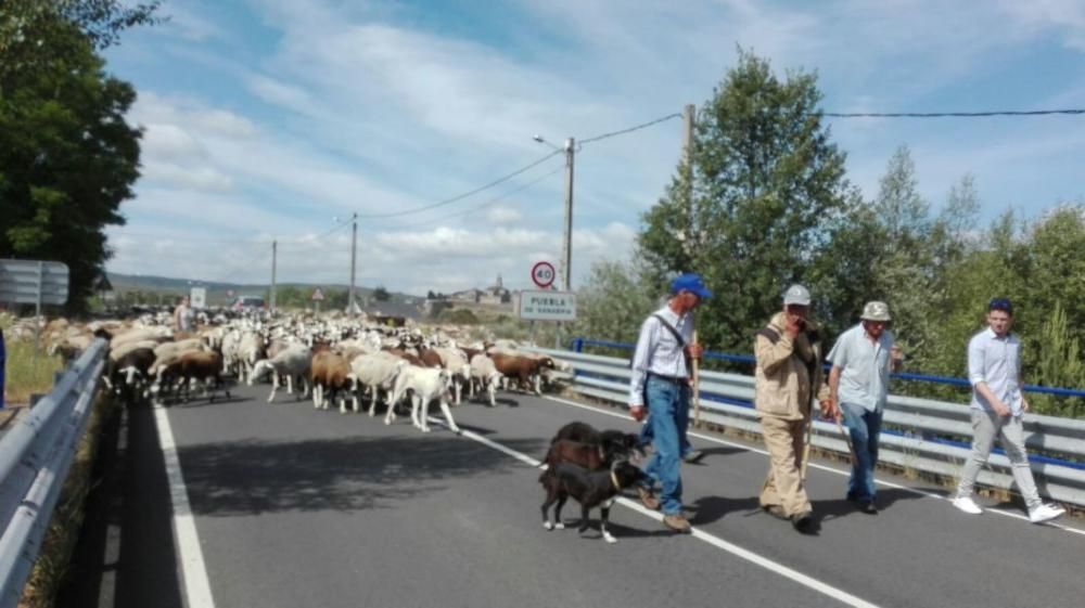 Las ovejas "toman" Puebla de Sanabria