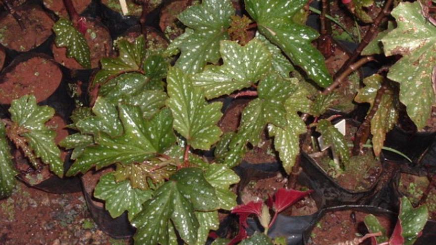 Descubren la especie de Begonia más alta del mundo en el Tíbet - Faro de  Vigo