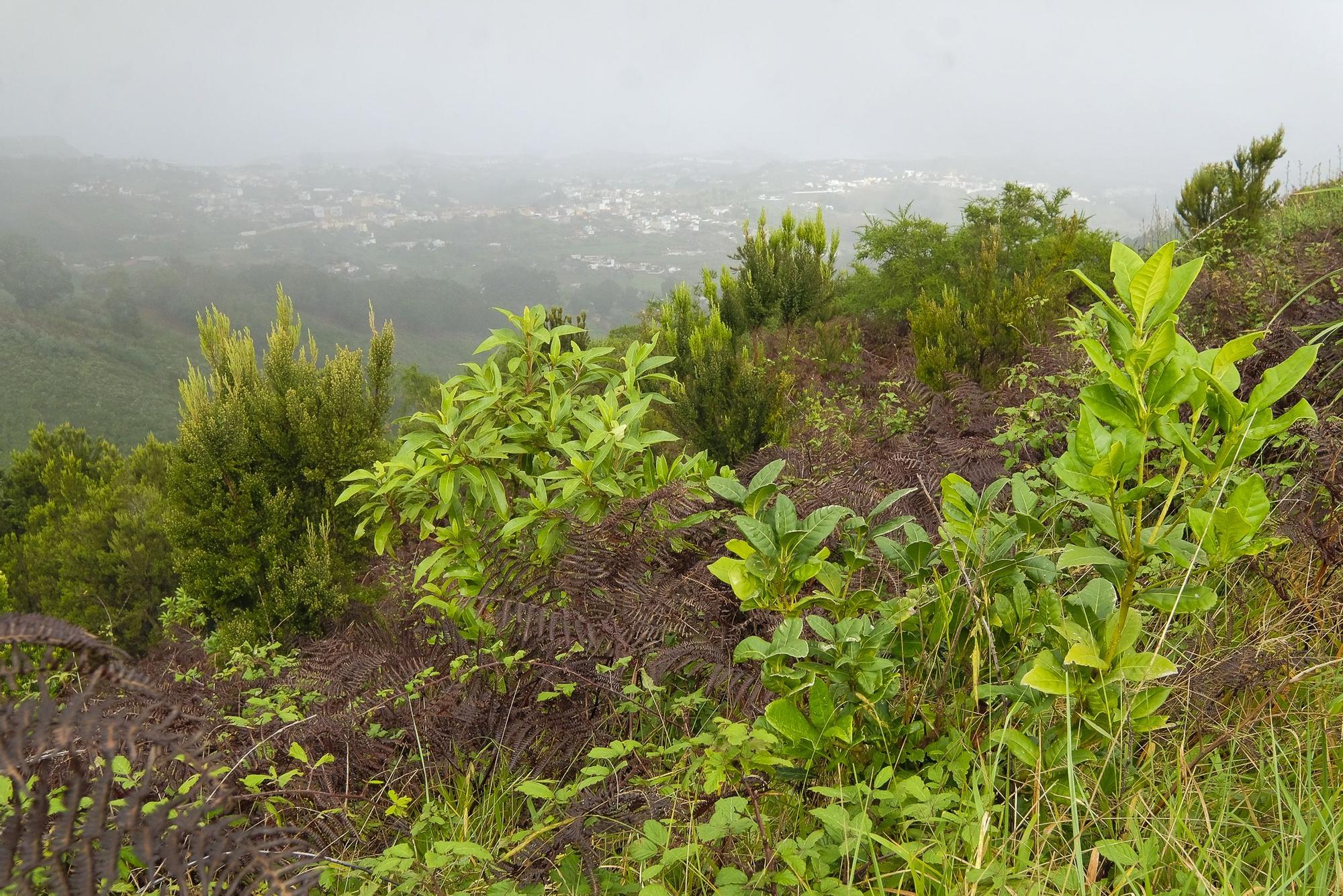 Las medianías de Gran Canaria tras las lluvias de enero