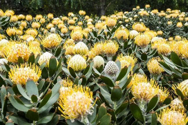 Visita a una plantacion de proteas een la Granja Agrícola del Cabildo. FOTOS: JC CASTRO