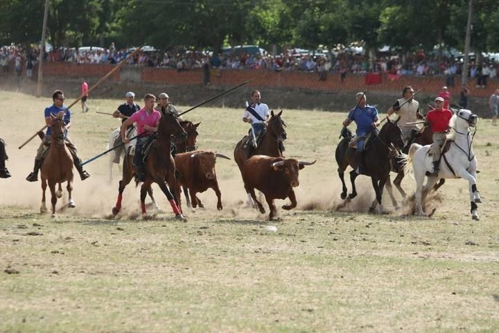 Suelta de vaquillas en las fiestas de La Visitación en Fuentesaúco